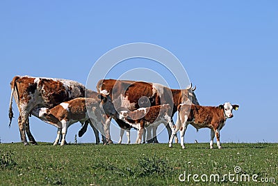Young calves suck milk from cows Stock Photo