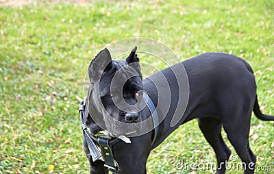 Image of black cane corso dog standing and looking Stock Photo