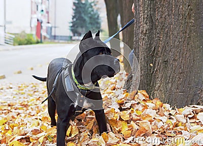 Image of black cane corso dog standing and looking Stock Photo