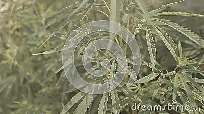 Deep Web Weed Prices Deep Web Weed Prices