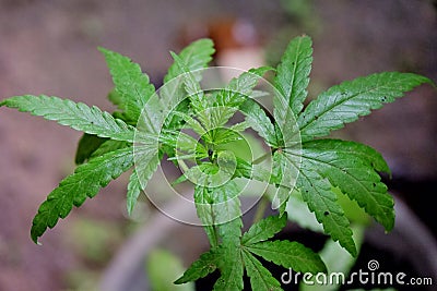 A young cannabis plant with leaves and branches growing in a pot Stock Photo