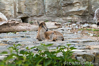 Young capricorn resting Stock Photo