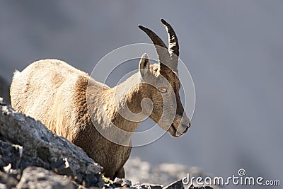 Young capricorn on a rock wall Stock Photo