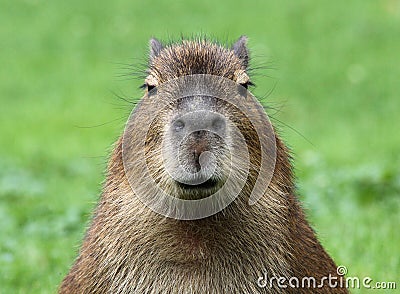 Young Capybara Stock Photo