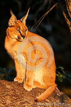 Young caracal in the early morning in South Africa Stock Photo