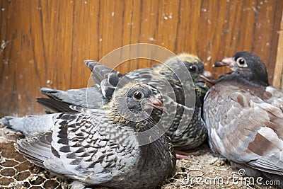 A young carrier pigeon in a nest. Stock Photo