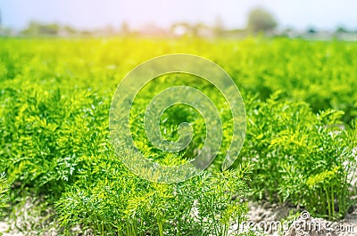 A young carrot grows in the soil close-up. farming, eco-friendly agricultural products, detox, fresh vegetables, vegetarian food Stock Photo