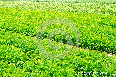 A young carrot grows in the soil close-up. farming, eco-friendly agricultural products, detox, fresh vegetables, vegetarian food Stock Photo