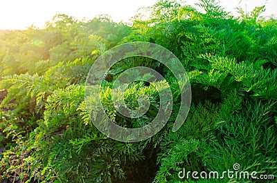 A young carrot grows in the soil. eco-friendly agricultural products. Stock Photo