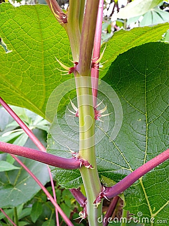 Young cassava trees have thorns but they don& x27;t hurt Stock Photo