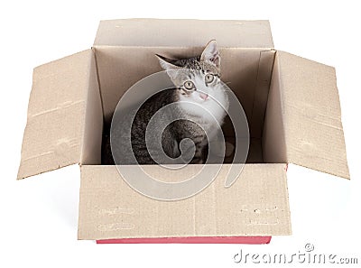 Young cat Stock Photo