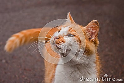 Young cat Stock Photo