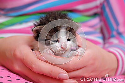 Young cat abandoned in the street. Lonely cute pet Stock Photo