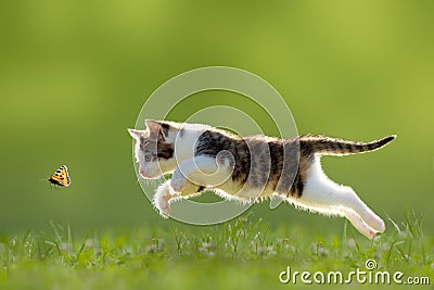 Young cat hunting butterfly Stock Photo