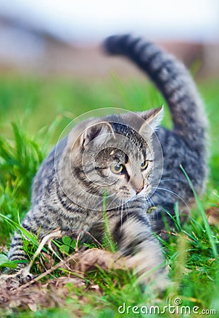 Young cat on hunting grass Stock Photo