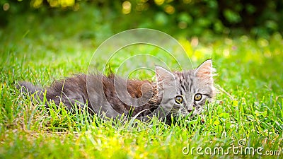 Young cat kitten on green meadow. little striped kitten lies on green grass. Scared animal. Ticks and fleas in green grass. Danger Stock Photo