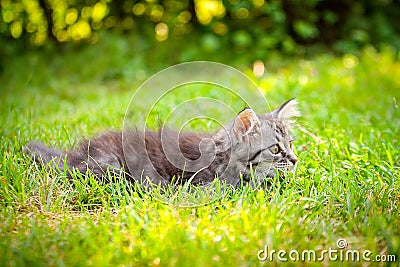 Young cat kitten on green meadow. little striped kitten lies on green grass. Scared animal. Ticks and fleas in green grass. Danger Stock Photo