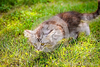Young cat kitten on green meadow. little striped kitten lies on green grass. Scared animal. Ticks and fleas in green grass. Danger Stock Photo
