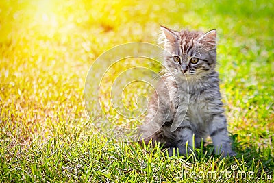 Young cat kitten on green meadow. little striped kitten lies on green grass. Scared animal. Ticks and fleas in green grass. Danger Stock Photo