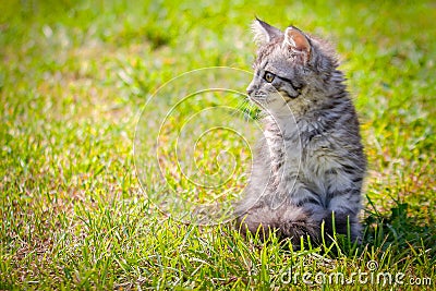 Young cat kitten on green meadow. little striped kitten lies on green grass. Scared animal. Ticks and fleas in green grass. Danger Stock Photo