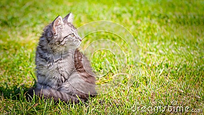 Young cat kitten on green meadow. little striped kitten lies on green grass. Scared animal. Ticks and fleas in green grass. Danger Stock Photo