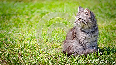 Young cat kitten on green meadow. little striped kitten lies on green grass. Scared animal. Ticks and fleas in green grass. Danger Stock Photo