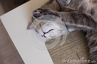 Young cat lies on a table resting his eyes shut Stock Photo