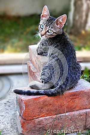 Young cat lying on bricks in yard Stock Photo