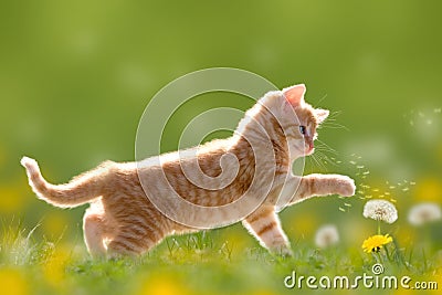 Young cat plays with dandelion in Back light green meadow Stock Photo