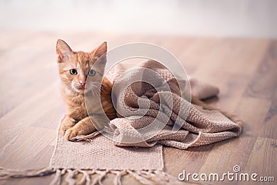 Young cat resting on blanket Stock Photo