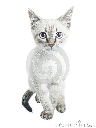 Young cat run Stock Photo