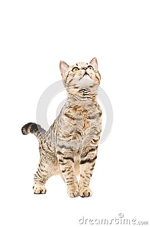Young cat Scottish Straight curious looking up Stock Photo