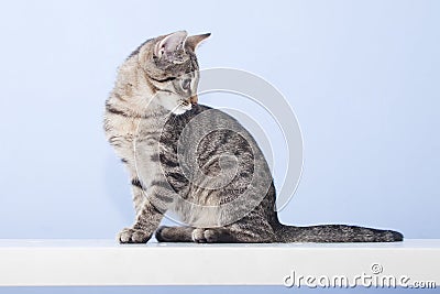 Young cat turn around and look back Stock Photo