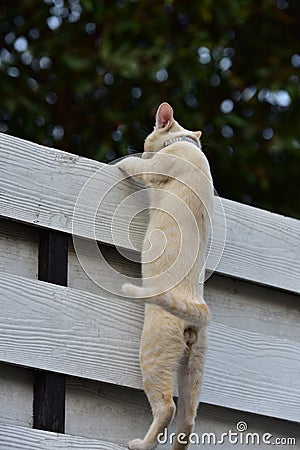 Cat, animal, cats surveyed around the house Stock Photo