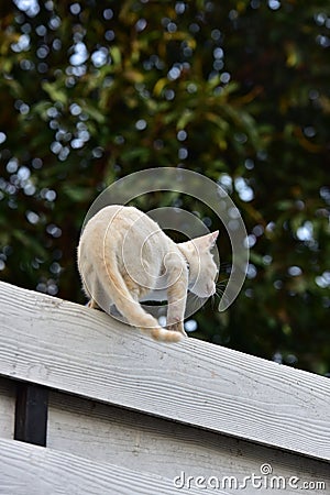 Cat, animal, cats surveyed around the house Stock Photo