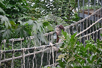 Caucasian brunette young lady nervous on a rope bridge in jungle Stock Photo