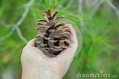 Young Caucasian Woman Girl Holds in Hand Pine Cone in Forest Foliage Background. Contemplation Tranquility Mindful Leaving Stock Photo