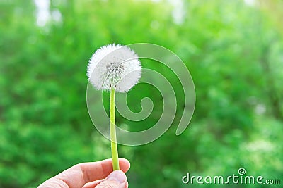 Young Caucasian Woman Holding in Hand White Fluffy Dandelion. Green Forest Foliage Background. Golden Sunlight. Vibrant Colors Stock Photo