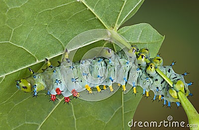 Young cecropia caterpillar Stock Photo