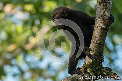 Young Celebes crested macaque Macaca nigra in Tangkoko National Park, Sulawesi, Indonesia. Stock Photo