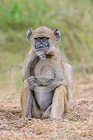 Young chacma baboon - Chobe National Park Stock Photo