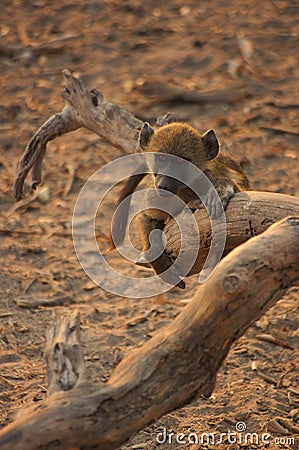 A young Chacma baboon in a fallen tree Stock Photo