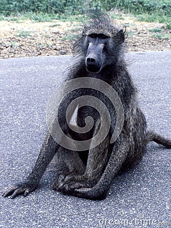Young Chacma Baboon on Kruger National Park road Stock Photo
