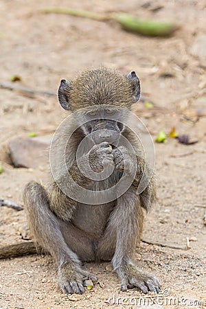 Young chacma baboon Stock Photo