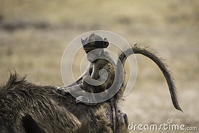 Young chacma baboon riding on the back of the mother Stock Photo