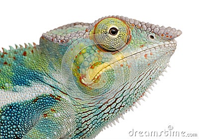 Young Chameleon Furcifer Pardalis - Ankify Stock Photo