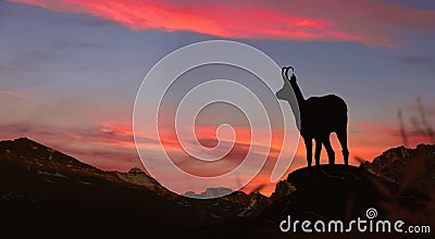 Young chamois observes the sunset on the rock Stock Photo