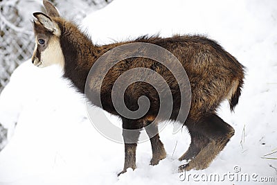 Young chamois Stock Photo