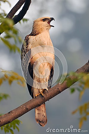 Young changeable hawk eagle or crested hawk eagle Nisaetus cirrhatus a bird of prey in Jim Corbett National Park, India Stock Photo