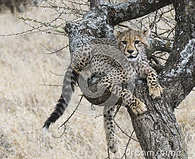 Young cheetah cub rests while learning to climb trees Stock Photo